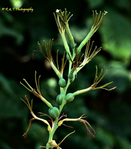 {Manfreda virginica}